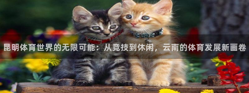 哈哈体育：昆明体育世界的无限可能：从竞技到休闲，云南的体育发展新画卷
